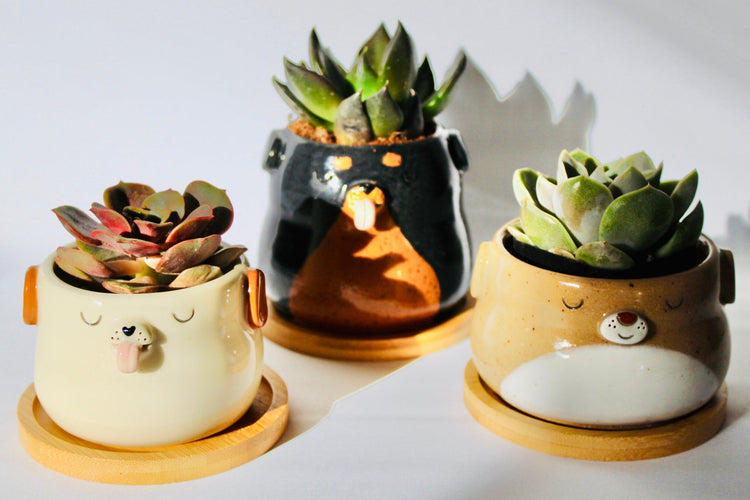 Planters